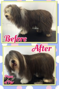 Bearded Collie