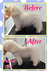 Bichon Frise