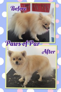 Pomeranian