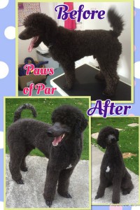 Standard Poodle