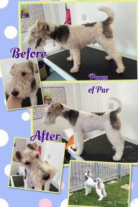 Wire Fox Terrier